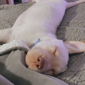 Meet your Posher, Morgan